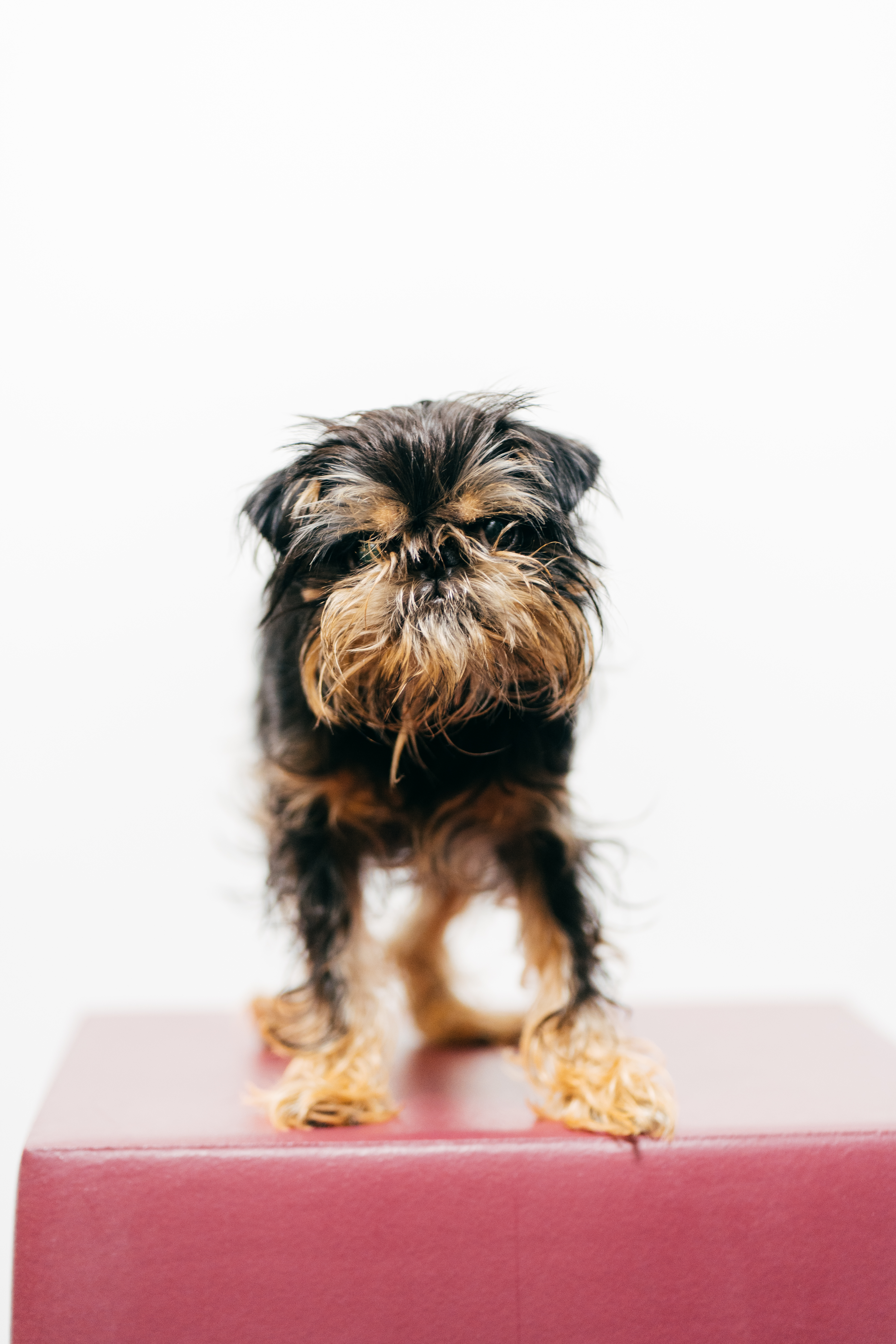 Office dog