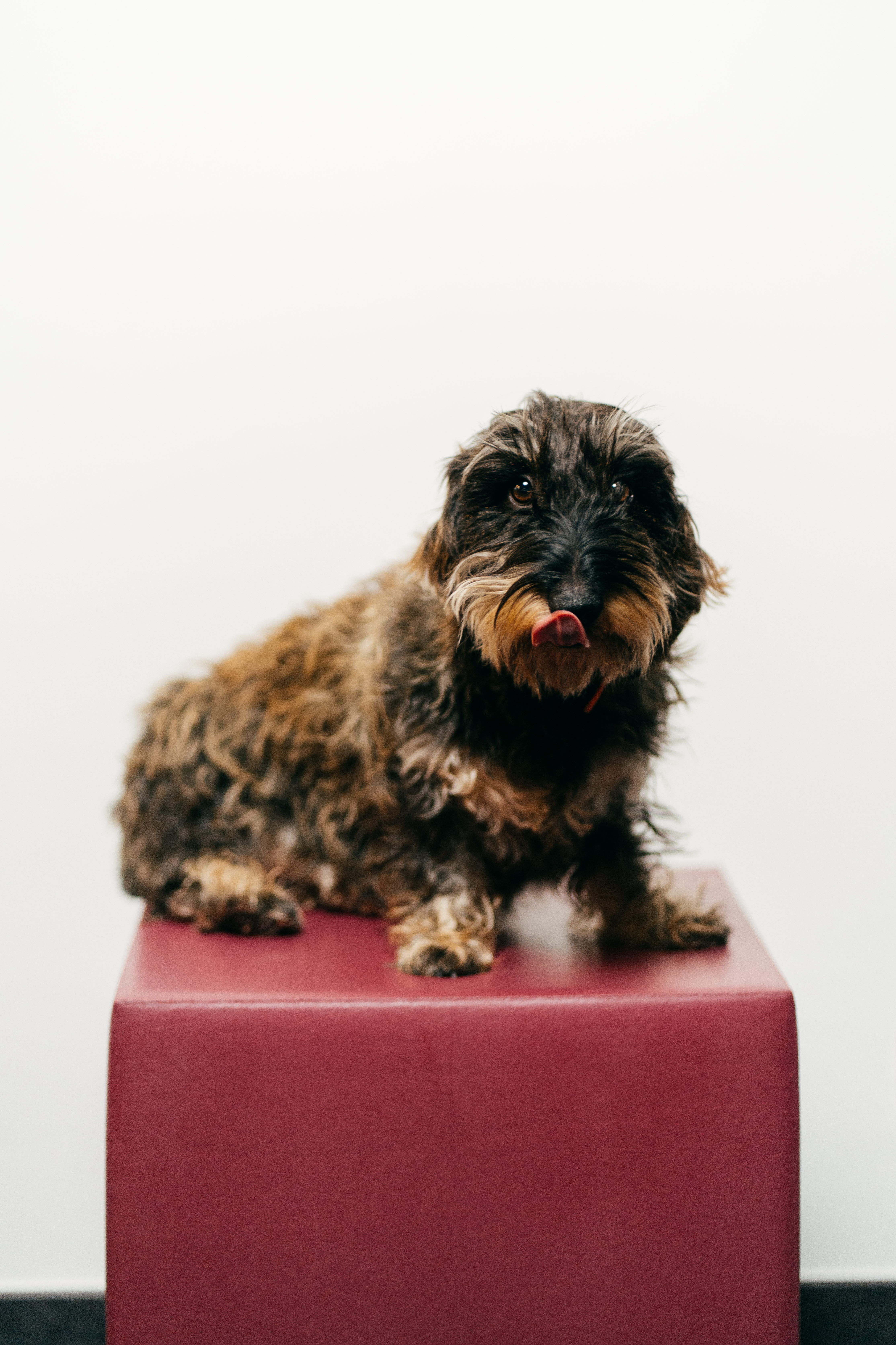 Office dog